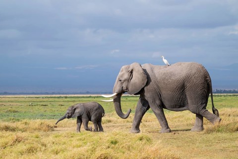 African elephant (Loxodonta africana), mother with cow egret (Bubulcus ibis) and small young, baby