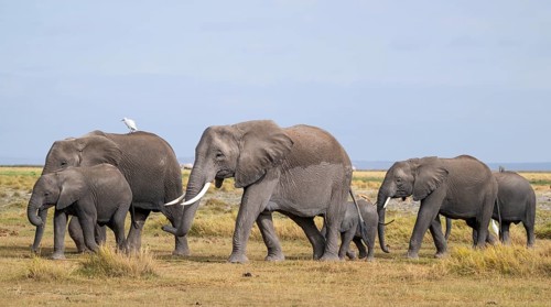 African elephant (Loxodonta africana), herd of young animals and heron (Bubulcus ibis), Amboseli