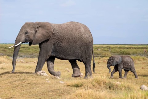 African elephant (Loxodonta africana), mother and young, baby elephant, Amboseli National Park,