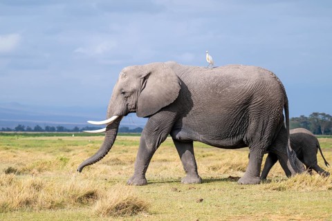 African elephant (Loxodonta africana), with heron (Bubulcus ibis), Amboseli National Park, Rift