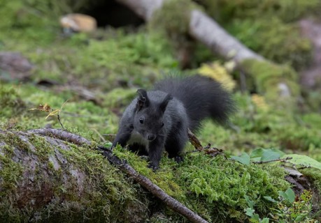 Squirrel (Sciurus), foraging, forest, Pongau