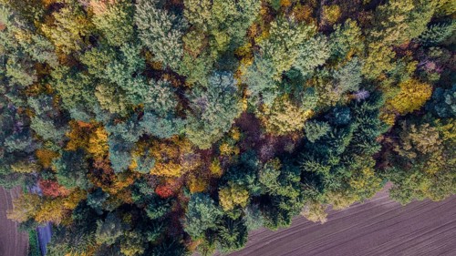 In autumn, the forest unfolds its beauty with colorful leaves in various colors. An agricultural