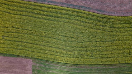 A large field full of yellow flowers stretches out under the clear sky. The ground is brown and