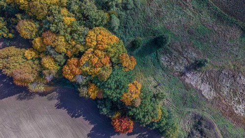 The trees on the edge of the forest show bright colors in autumn. The golden and red leaves