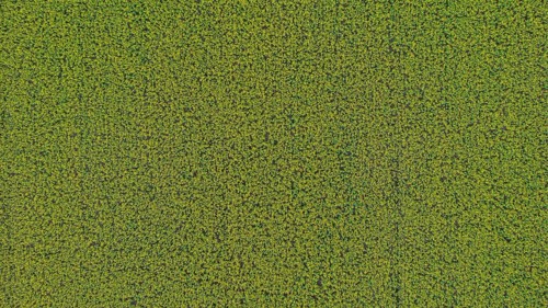 A bird's eye view of a rapeseed field. The large area stretches out under a clear sky. Liebenstein,