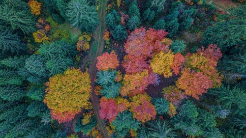 Vivid colors of autumn leaves brighten up the forest. The path snakes through the trees as sunlight