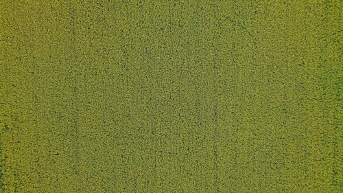 A bird's eye view of a rapeseed field. Nature radiates peace and shows a harmonious arrangement of