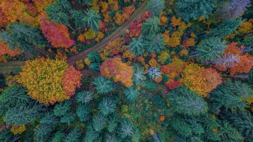 A beautiful forest in autumn shows colorful leaves in red, yellow and orange. A winding path leads