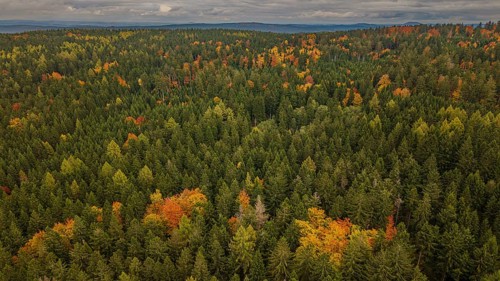 In the autumn forest, the trees are dressed in different colors. The leaves show a spectrum of