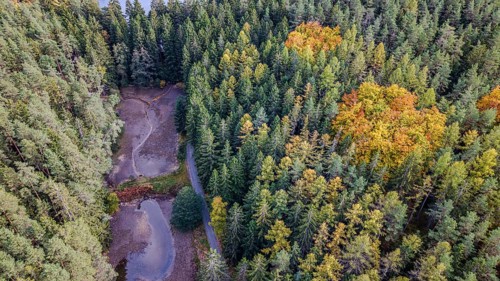 In the forest, the trees are colored in various autumn colors. Small bodies of water are visible,
