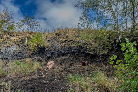 The outcrop shows layers of soil with gray soil and occasional plants. In the background, trees are