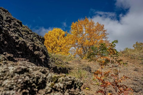 Golden and orange leaves indicate autumn in a volcanic area. Clear blue skies and interesting rock