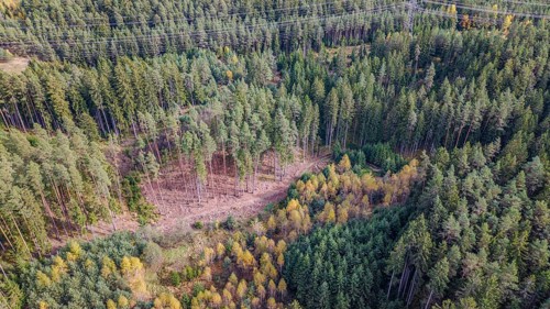 A beautiful forest in autumn shows a mixture of green coniferous forest and colorful deciduous