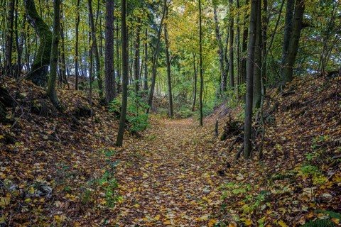 A quiet forest trail in October shows colorful autumn leaves. The sun shines through the trees as