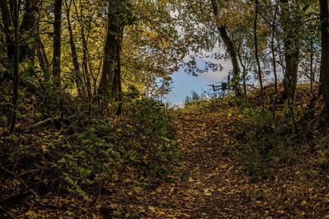 A forest trail in autumn leads through colorful carpet of leaves. The trees are golden yellow, and