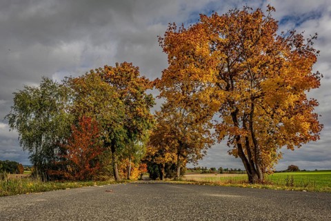A quiet street is lined with bright orange and yellow trees. The sky is cloudy and gives off an