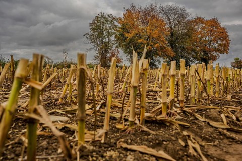 The picture shows a harvested corn field in a rural area. The stems are just above ground level,