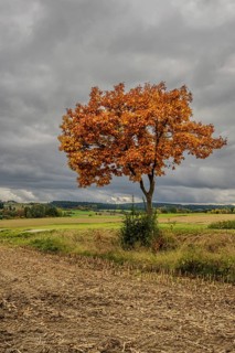 A single tree with bright orange foliage stands in an open landscape. Dark clouds sweep across the