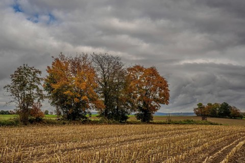 A row of colorful trees stand on the edge of a harvested corn field. The sky is cloudy and the