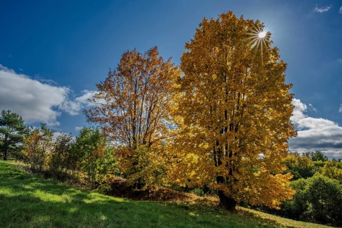 Two large trees with bright yellow leaves stand on a green hill under a blue sky. Sun rays shine