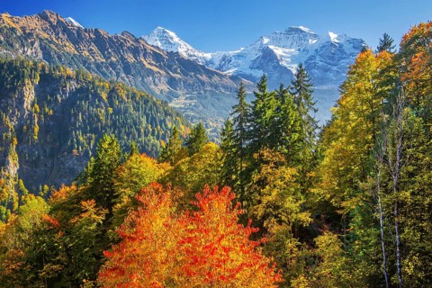 Autumn Landscape with Monk 4110m and Jungfrau 4158m, Isenfluh, Lauterbrunnental, Bernese Oberland,