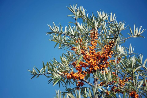 Hippophae rhamnoides female plants with fruit berries detail, common sea buckthorn shrub Prague