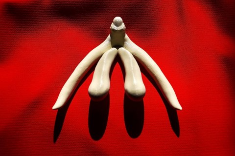 3d printed female sex organ clitoris for human anatomy lessons Prague Czech republic