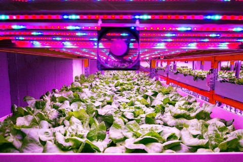 Ventilator and special LED lights belts above lettuce in aquaponics system combining fish