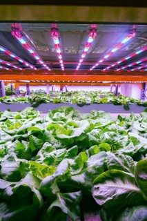 Aquaponics system combines fish aquaculture with hydroponics, cultivating lettuce plants in water