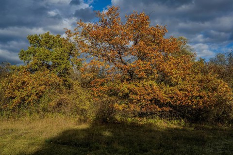 Colourful leaves cover the treetops in a quiet park. The sun shines through the clouds and bathes