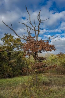 A dry tree stands in a park with brown and green leaves. The sky is cloudy and it is autumn. The