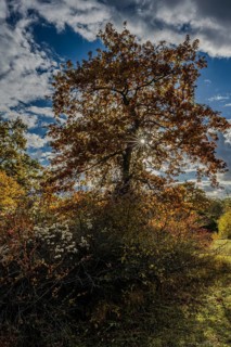 A large tree with bright yellow and red leaves is at the center of the scene. In the background,
