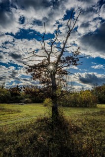 A large, bare tree stands in an open meadow. The sun shines through the branches and illuminates