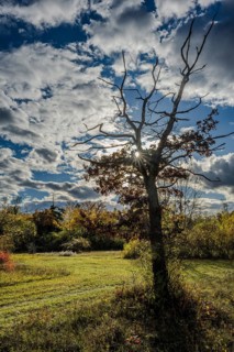 A bare treetop stands in the foreground, while the sun emerges from between the clouds. It is a