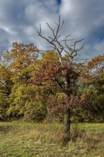 In this autumn scene, there is a bare tree surrounded by colorful deciduous trees and a cloudy