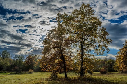 There are two large trees in an open meadow. The leaves show fall colors. The sky is cloudy but