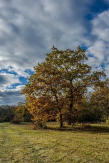 A large tree stands in an autumn meadow. The leaves are golden yellow and the sky is partly cloudy.