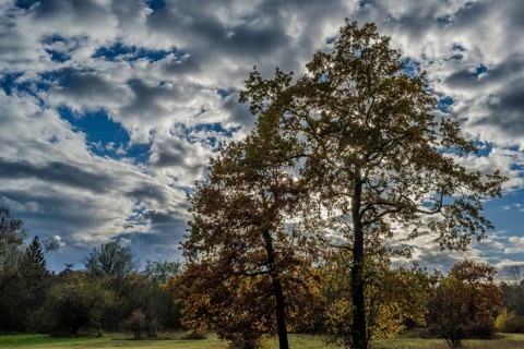 Two large trees stand in a quiet landscape, surrounded by colorful autumn leaves. The sky is blue