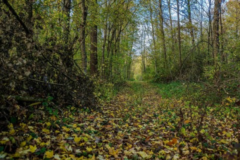 The forest trail shows a peaceful environment in autumn. Colourful leaves cover the ground as
