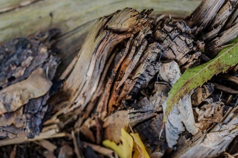 In a forest, weathered pieces of wood and colorful leaves lie on the ground. The mix of brown and