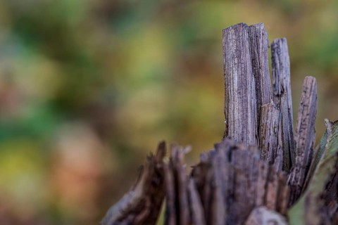 A wooden structure is visible in the foreground, while the blurred background shows the bright