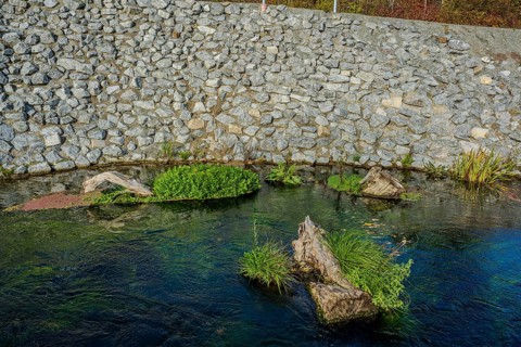 A clear river flows gently between stones. Green plants grow on submerged tree trunks. The sunlight