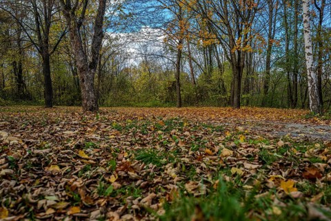 In the park, there is a thick layer of colorful autumn leaves on the ground. The trees are bare and