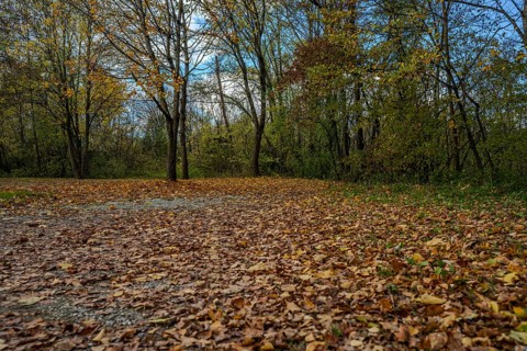 There are colorful autumn leaves on the ground, while the trees in the background show a peaceful