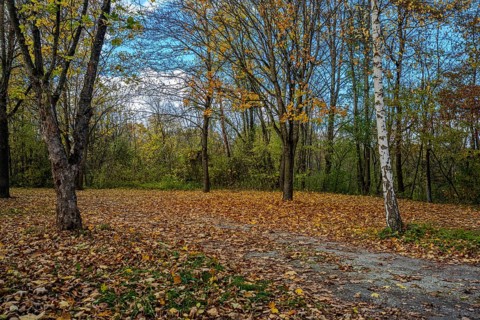 There are trees with colorful autumn leaves in a quiet park. The ground is covered with fallen