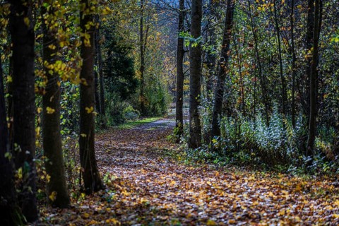 A quiet forest trail in autumn, surrounded by tall trees with colorful leaves. Sun rays shine