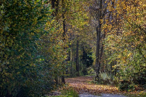 A picturesque trail leads through a quiet forest, surrounded by colorful autumn trees. The sun