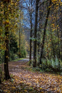 A quiet forest trail in autumn shows colorful leaves on the ground. The sun shines through the