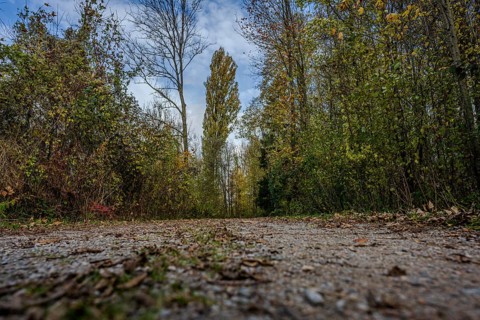 A quiet trail leads through the forest, surrounded by green trees and colorful foliage. The sun is