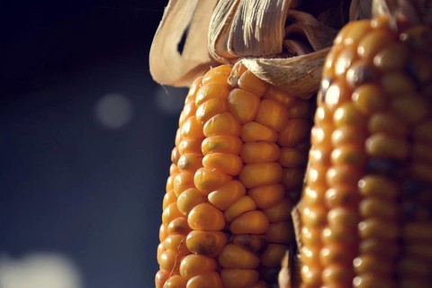 Filtered picture of corn ears on a house wall Prague Czech republic